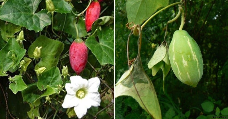 Growing Tindora (Ivy Gourd) from Cuttings and Seeds
