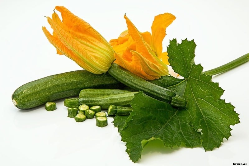 Zucchini Planting from Seed; Plant Care; Harvest