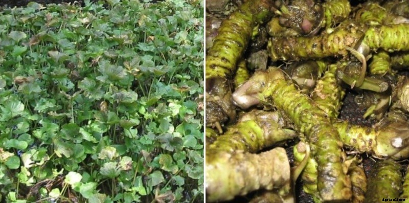 Growing Wasabi, Planting, Care, Harvesting Facts