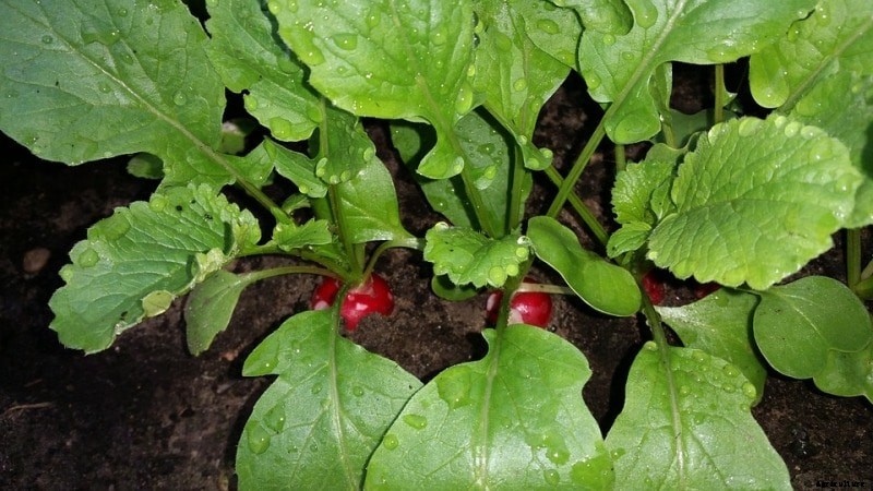 Radish Harvesting; Radish Plant Care; Radish Facts