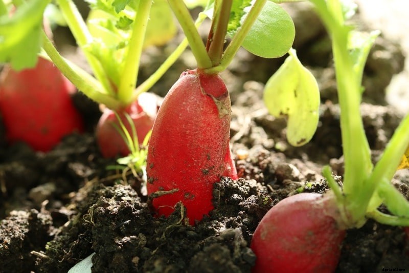 Radish Harvesting; Radish Plant Care; Radish Facts