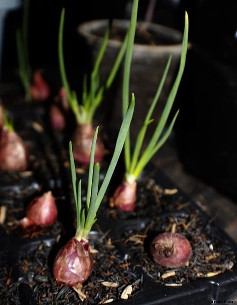 Growing Shallots from Bulbs, Seed in Containers
