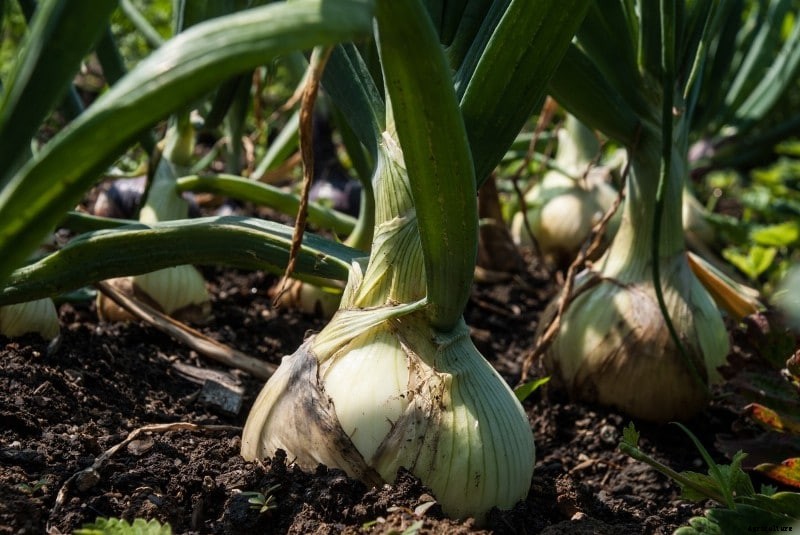 Growing Shallots from Bulbs, Seed in Containers