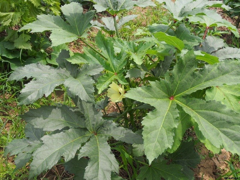 Growing Okra from Seed (Bendakaya); Bhendi Planting