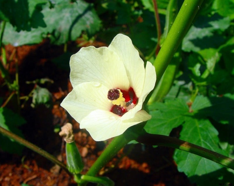 Growing Okra from Seed (Bendakaya); Bhendi Planting