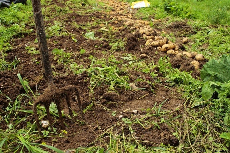Growing Potatoes from Seed, Planting, Care, Harvesting