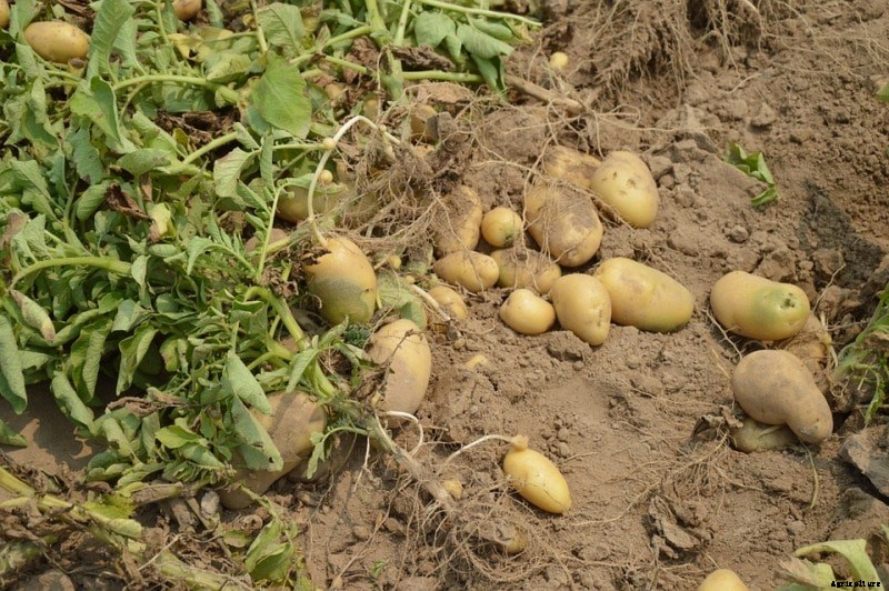 Growing Potatoes from Seed, Planting, Care, Harvesting
