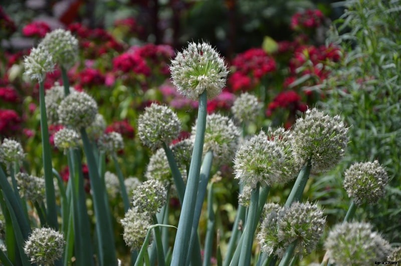 Growing Leeks from Seed, Roots in Containers