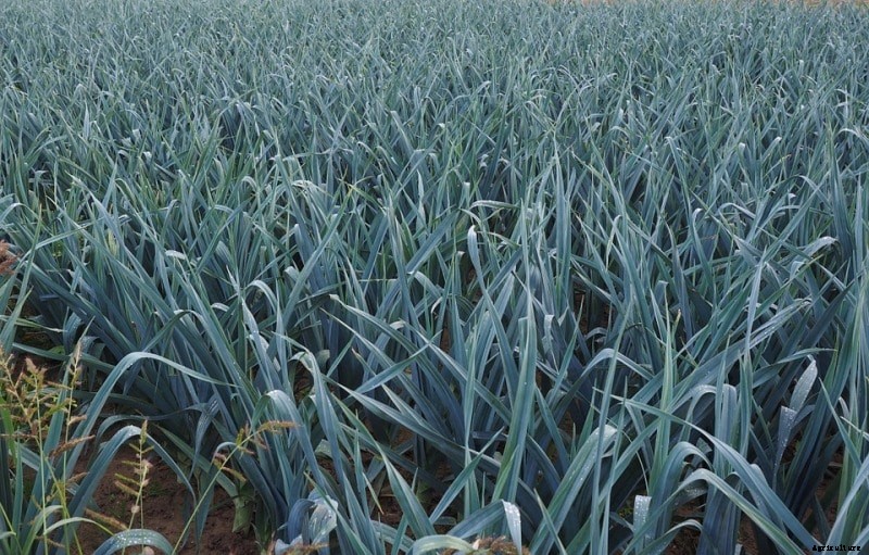 Growing Leeks from Seed, Roots in Containers