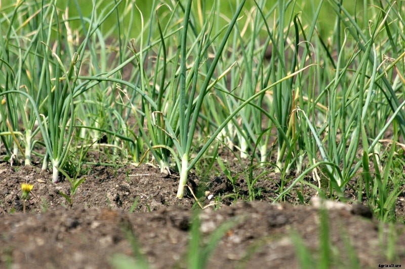 Growing Garlic (Lahsun); Planting; Care; Harvesting