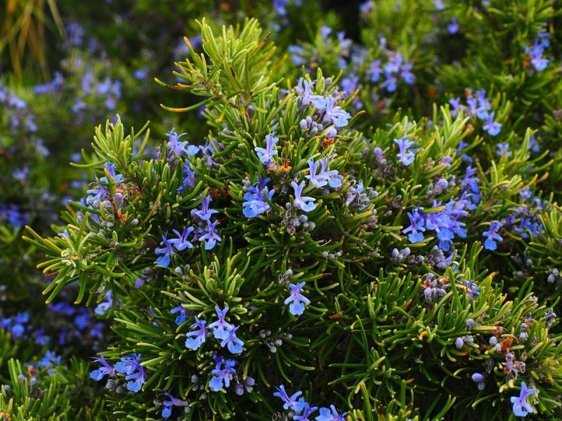 Growing Rosemary from Cuttings, Seeds, Planting, Care