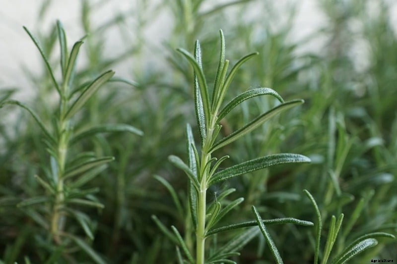 Growing Rosemary from Cuttings, Seeds, Planting, Care
