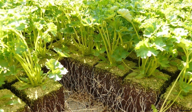 Growing Parsley from Cuttings, Seeds, Planting, Care