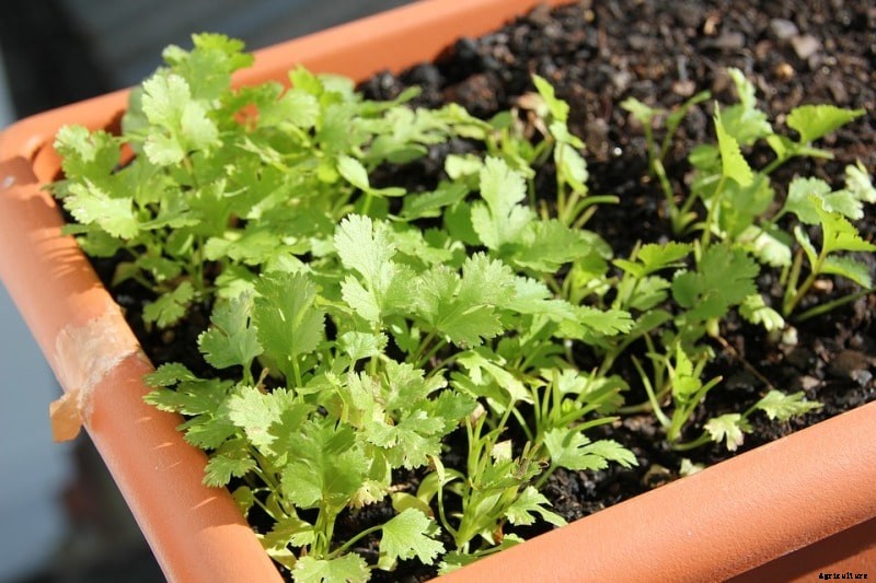 Growing Parsley from Cuttings, Seeds, Planting, Care