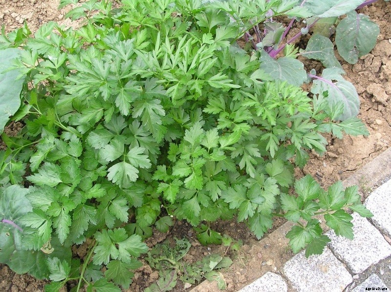 Growing Parsley from Cuttings, Seeds, Planting, Care
