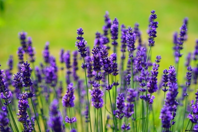 Growing Lavender, Planting, Care, and Harvesting