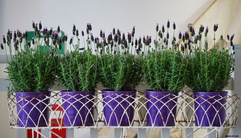 Growing Lavender, Planting, Care, and Harvesting