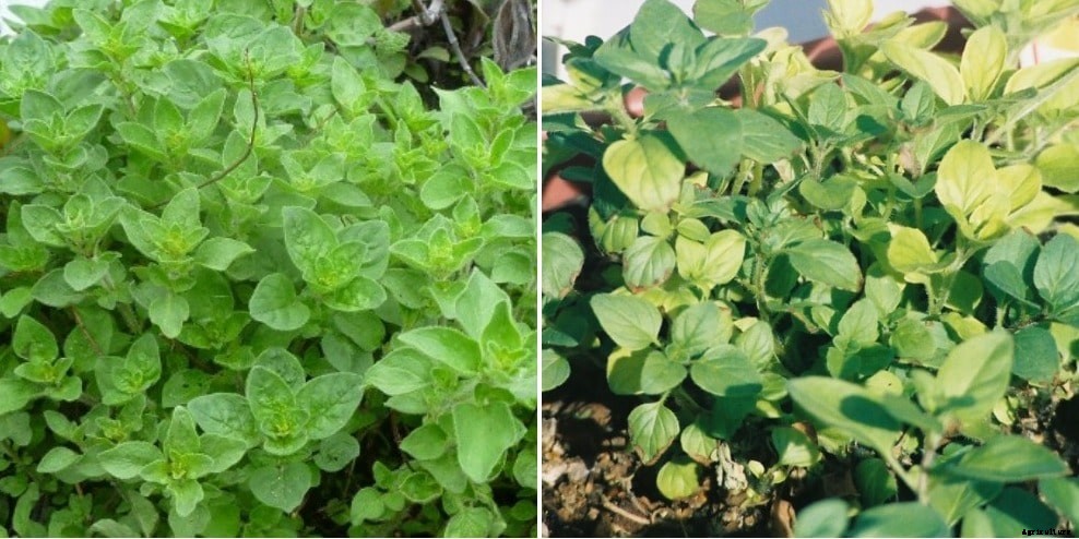 Growing Oregano, Planting, Care, and Harvesting