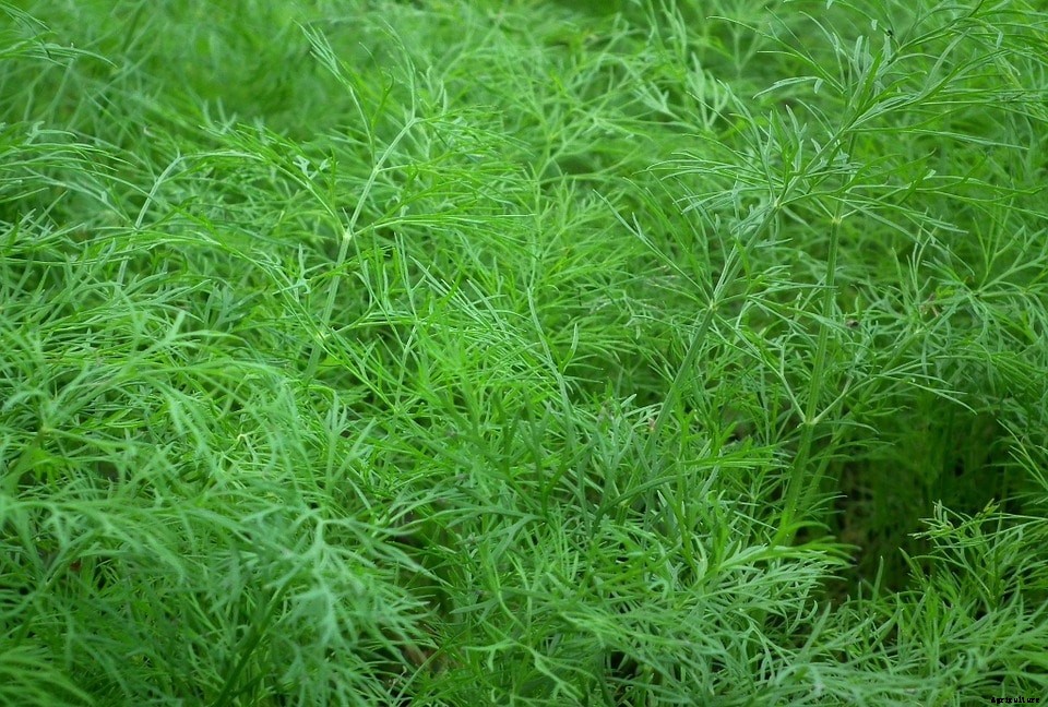 Growing Dill, Planting, Care, Havrsting – A Full Guide