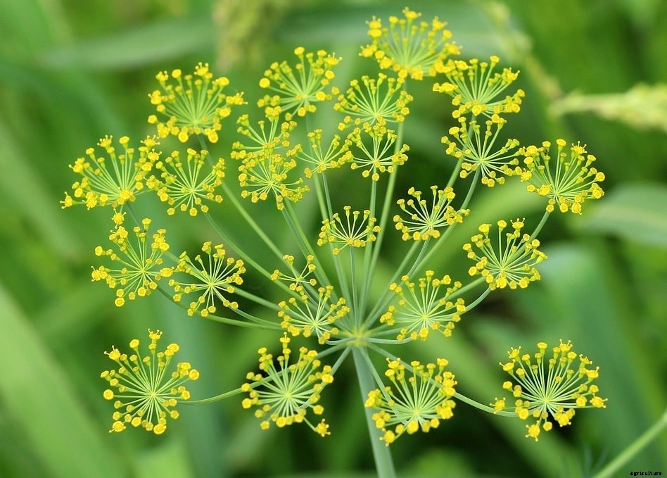 Growing Dill, Planting, Care, Havrsting – A Full Guide