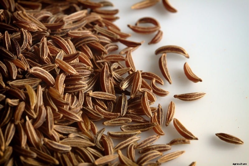 Growing Caraway from Seed – A Step by Step Guide