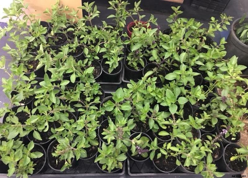 Growing Tulsi in Pots (Holy Basil), Planting, Care Guide