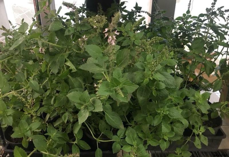 Growing Tulsi in Pots (Holy Basil), Planting, Care Guide