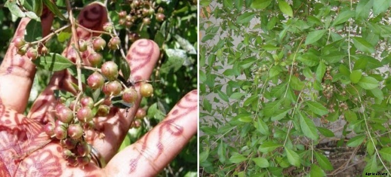 Growing Henna (Mehndi), Planting, Care, Harvesting