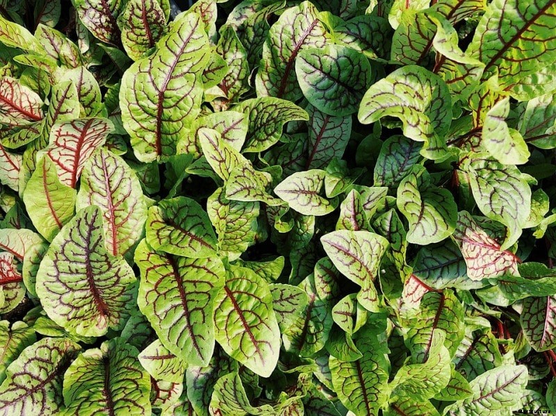 Growing Chukka Kura, Khatta Palak, Garden Sorrel