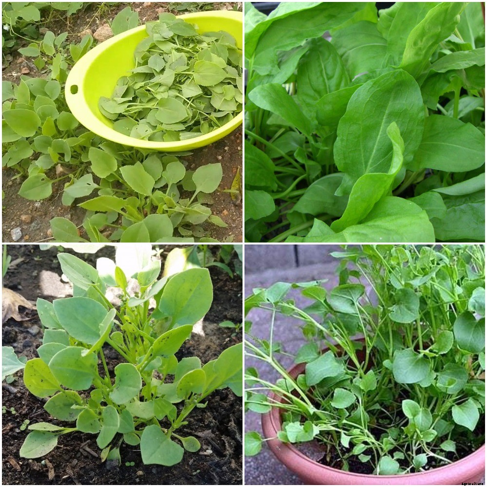 Growing Chukka Kura, Khatta Palak, Garden Sorrel
