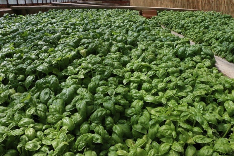 Growing Basil from Cuttings, Seeds – A Full Guide