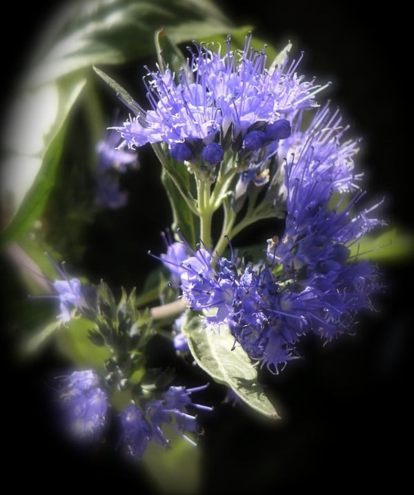 Growing Hyssop, Planting, Care, and Harvesting