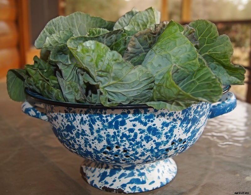 Growing Collard Greens, Planting, Care, Harvesting