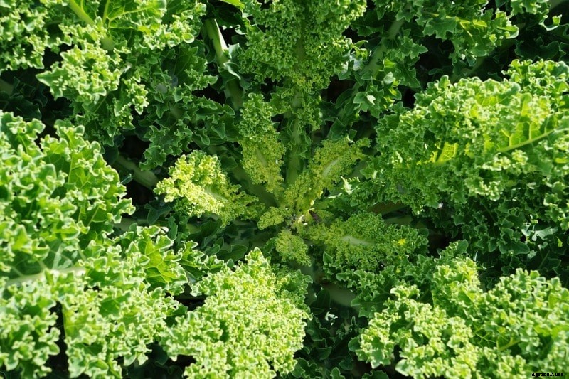 Growing Kale, Planting, Care, Harvesting – A Full Guide