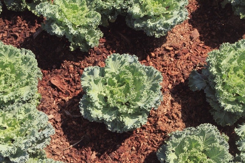Growing Kale, Planting, Care, Harvesting – A Full Guide