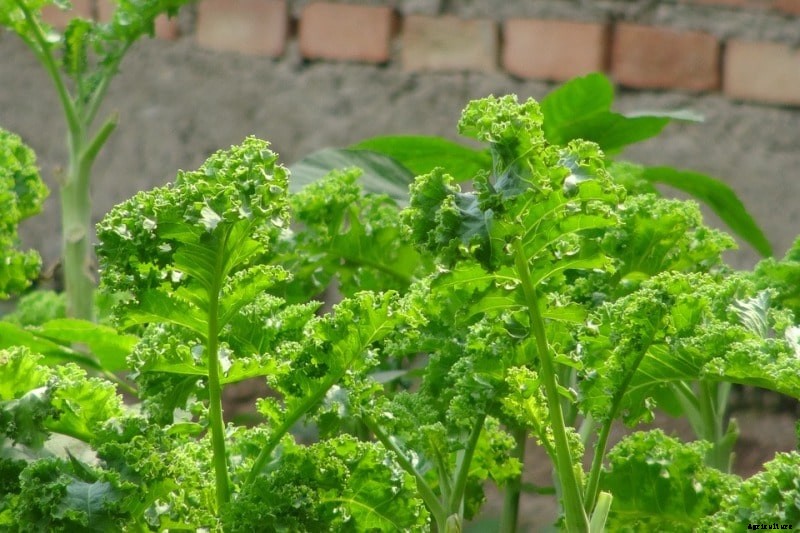 Growing Kale, Planting, Care, Harvesting – A Full Guide