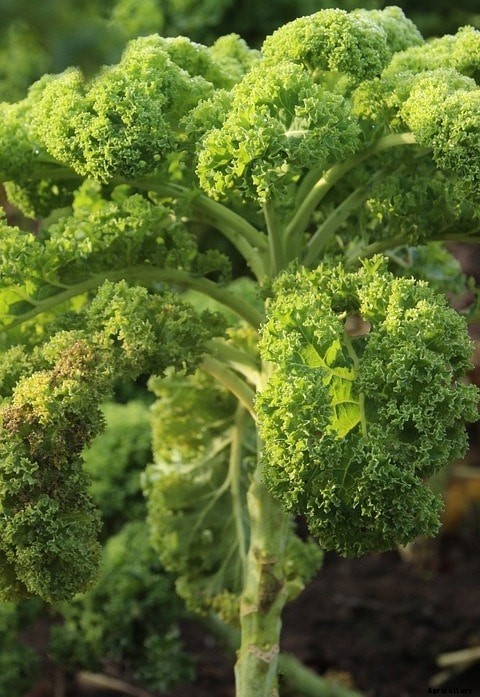 Growing Kale, Planting, Care, Harvesting – A Full Guide
