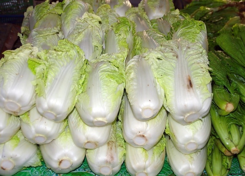 Growing Chinese Cabbage, Planting, Care, Harvesting
