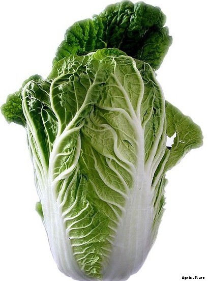 Growing Chinese Cabbage, Planting, Care, Harvesting