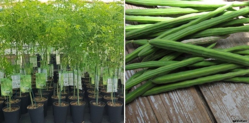 Growing Moringa Tree from Seeds, Cuttings