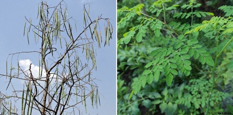 Growing Moringa Tree from Seeds, Cuttings