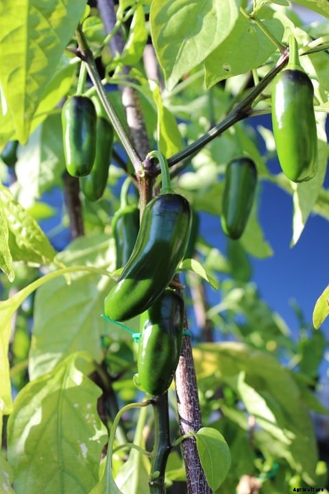 Growing Jalapenos, Planting, Care, Harvesing Guide