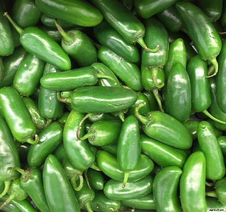 Growing Jalapenos, Planting, Care, Harvesing Guide