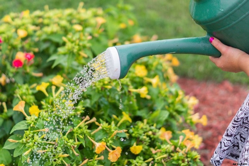 Home Gardening Mistakes for Beginners