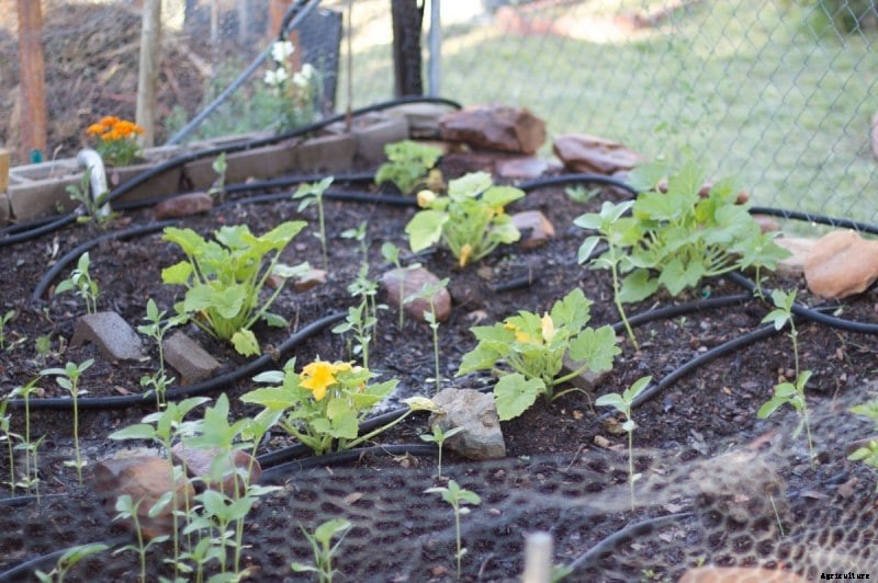 Home Gardening Mistakes for Beginners