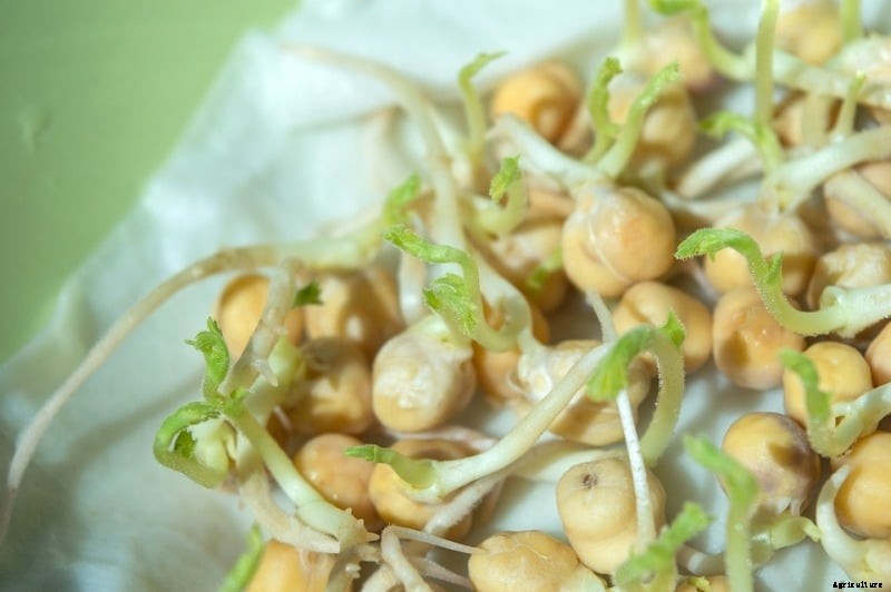 Growing Bean Sprouts Tips, Ideas, Techniques