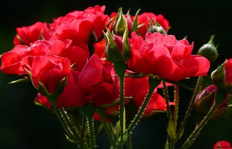 Rose Classification, Rose Species; Rose Varieties