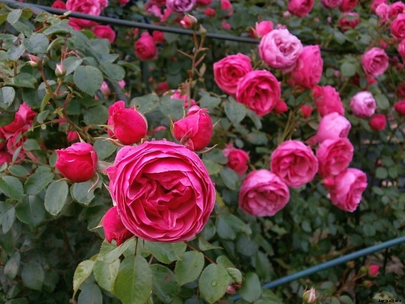 Rose Classification, Rose Species; Rose Varieties