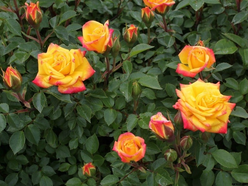 Rose Classification, Rose Species; Rose Varieties