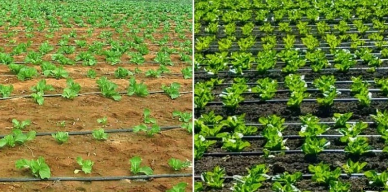 Garden Drip System Advantages, and Disadvantages